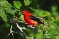 Scarlet-Tanager;Tanager;Piranga-olivacea;One;avifauna;bird;birds;feather;feather